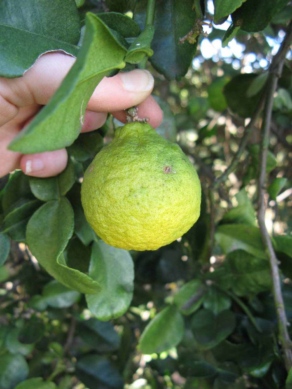              Fruit (Kaffir, Winter Haven, FL)       